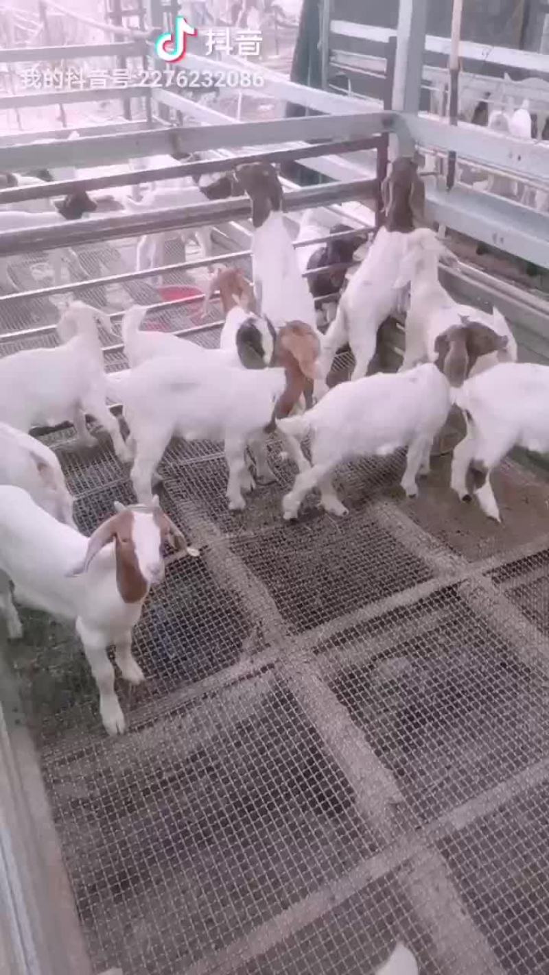 山羊苗供应中