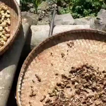 毛慈菇