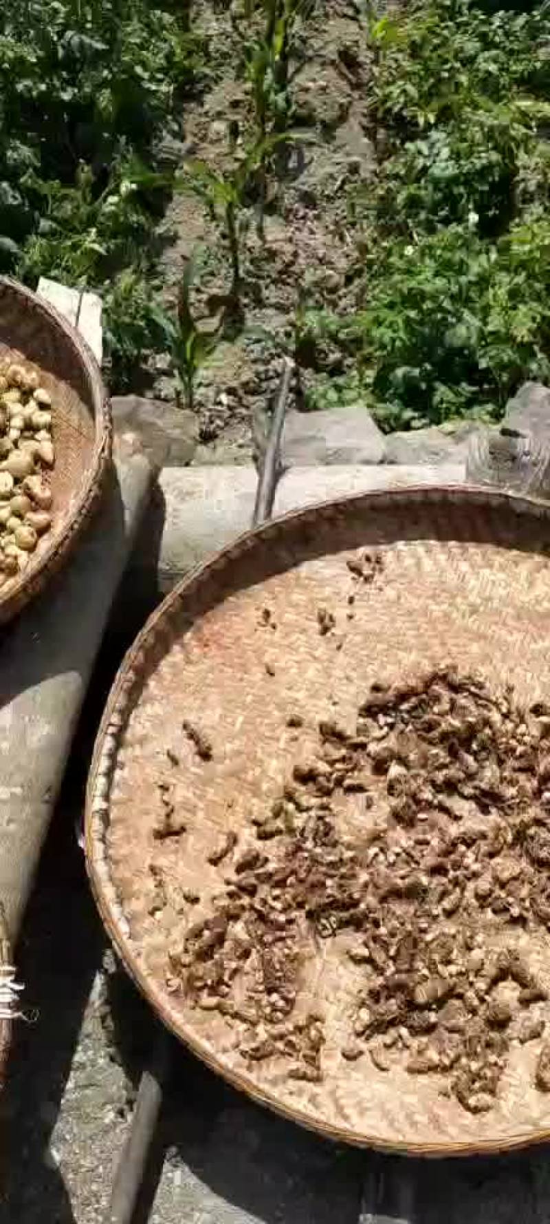 毛慈菇