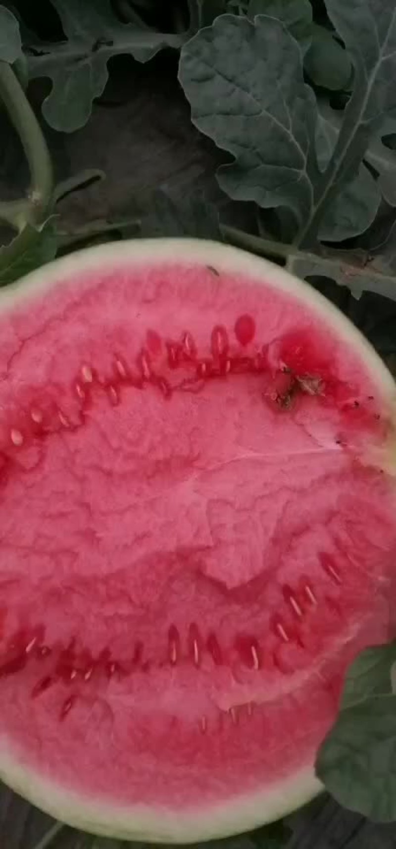 头茬无籽美都