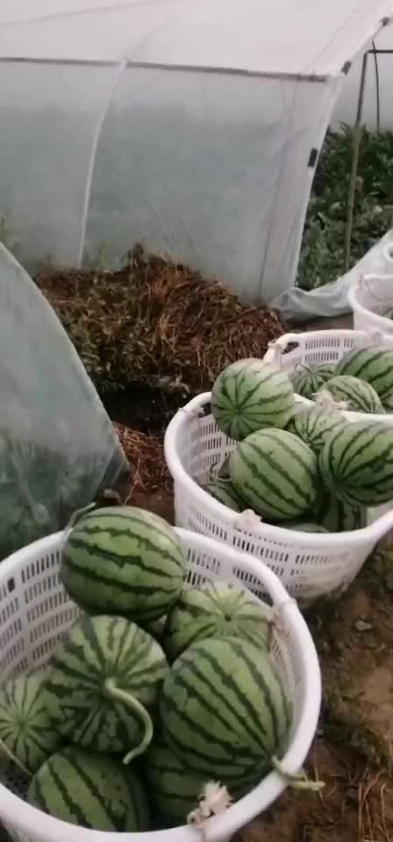 头茬无籽美都