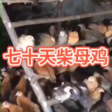 七十多天柴母鸡三千只