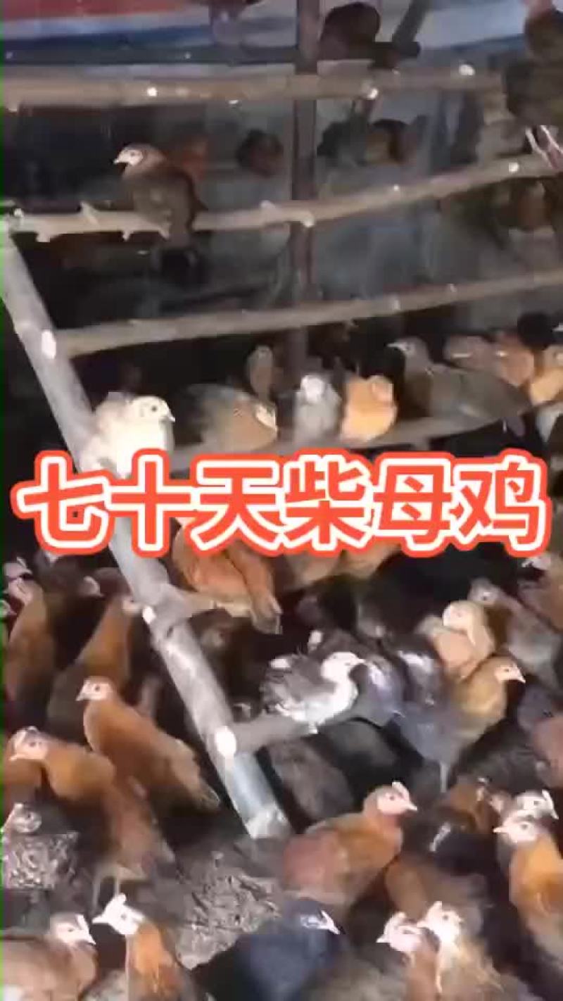 七十多天柴母鸡三千只