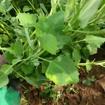 灰荞菜