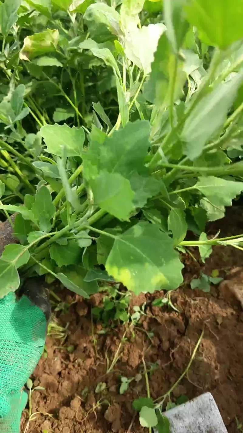 灰荞菜