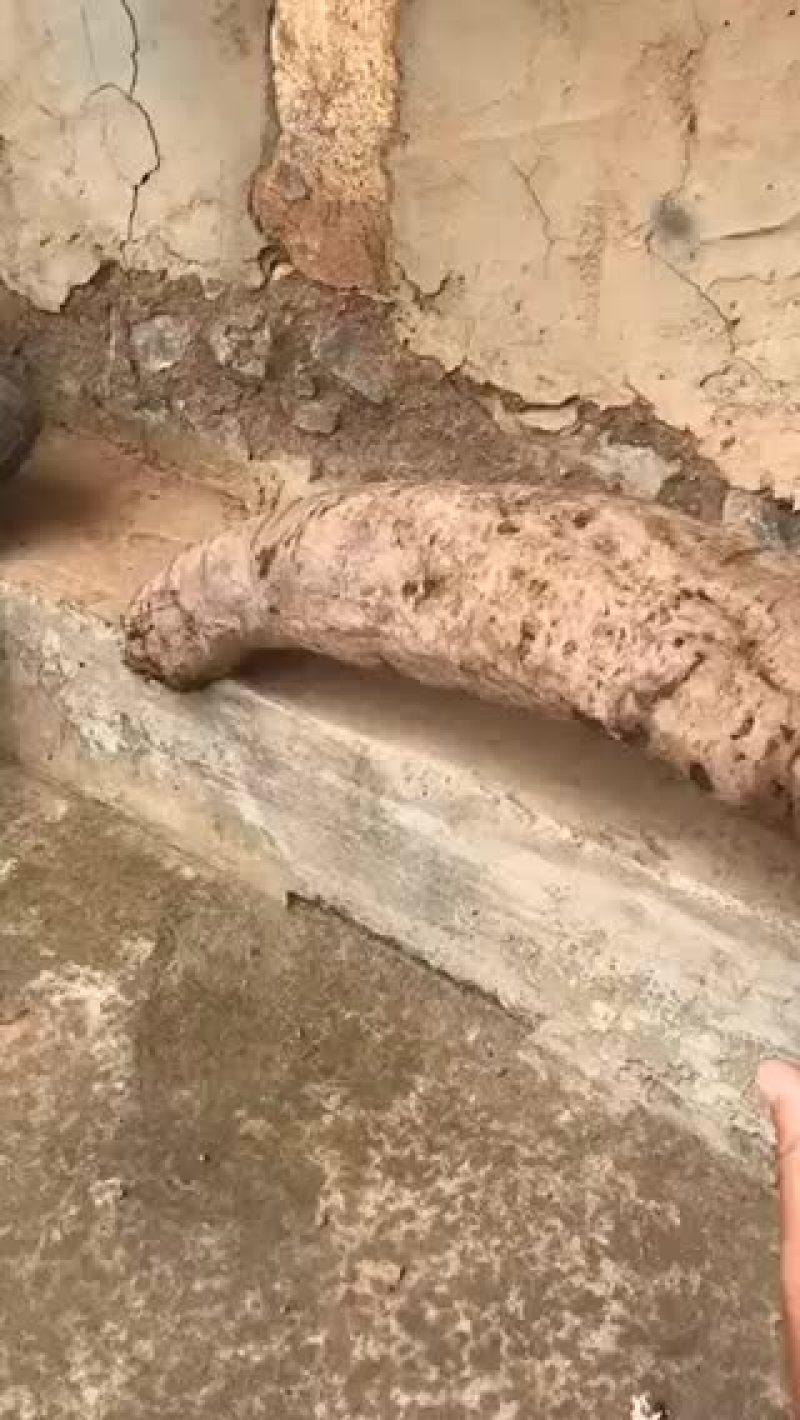野生15年以上葛根纯野葛薯