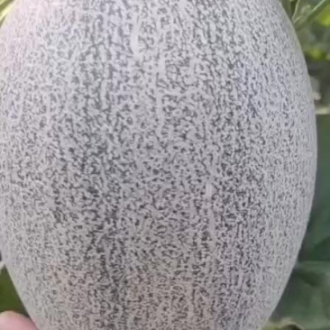 哈密瓜。。。。。。。。。。。。。