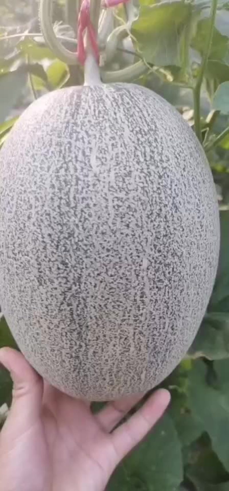 哈密瓜。。。。。。。。。。。。。