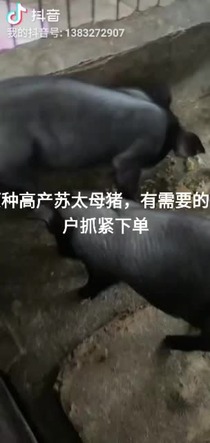 约克母猪，苏太母猪，大约克，长白母猪，太湖母猪，杜洛克，