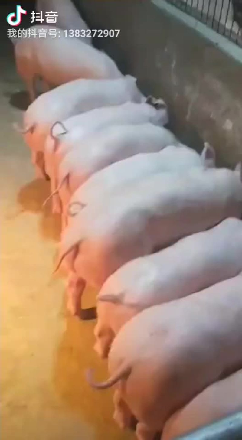 约克母猪，苏太母猪，大约克，长白母猪，太湖母猪，杜洛克，