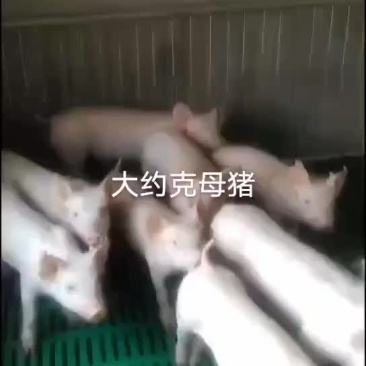大约克，苏太母猪，二元母猪，杜洛克，长白母猪，苏太，大白