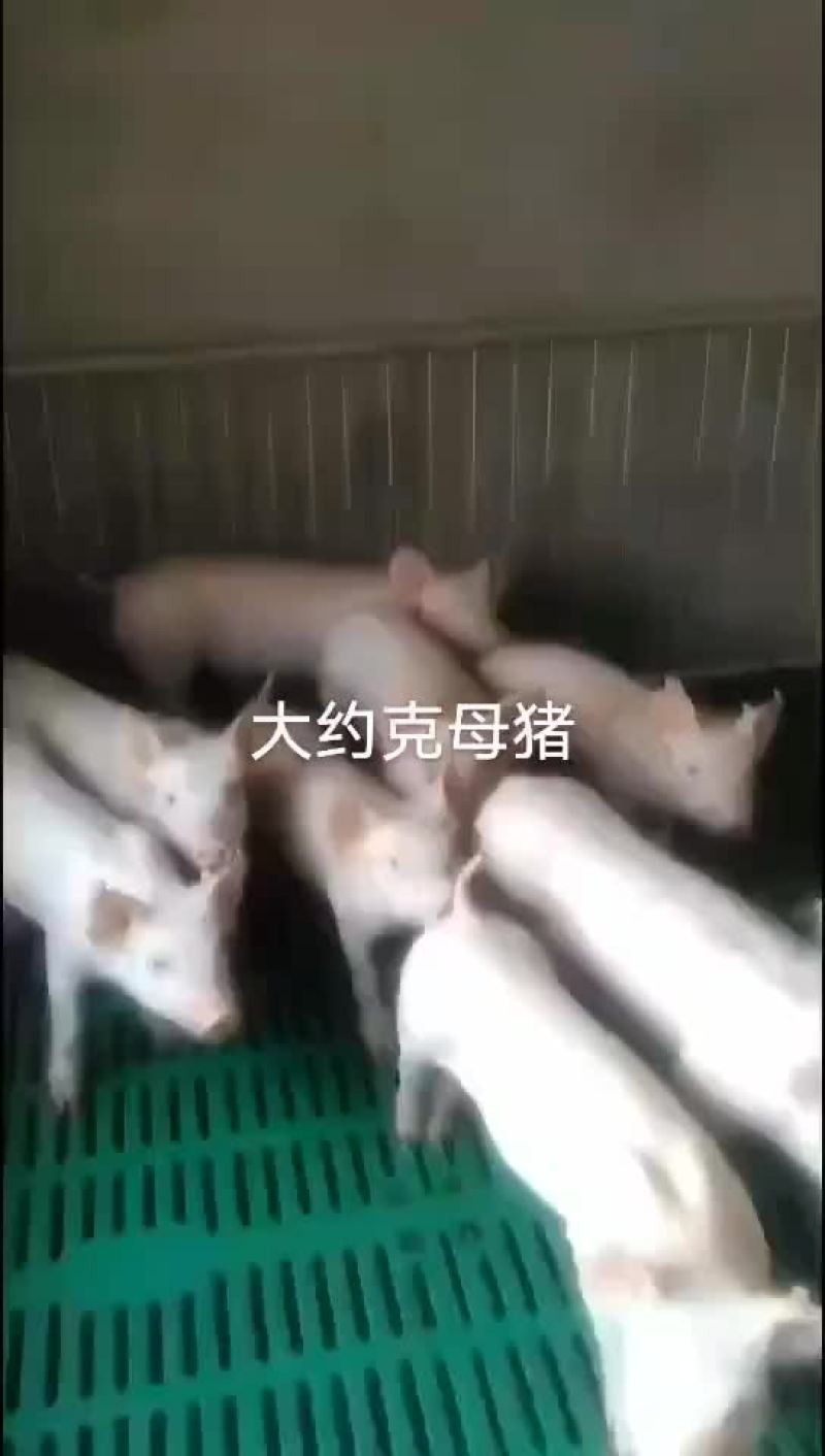 大约克，苏太母猪，二元母猪，杜洛克，长白母猪，苏太，大白