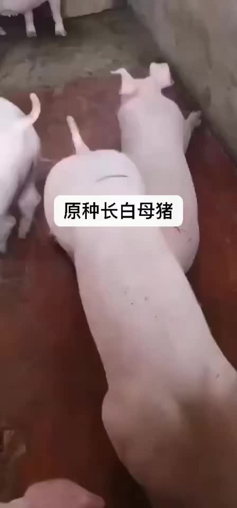 大约克，苏太母猪，二元母猪，杜洛克，长白母猪，苏太，大白