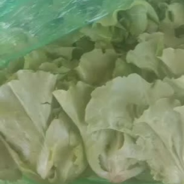 精品意大利生菜大量上市