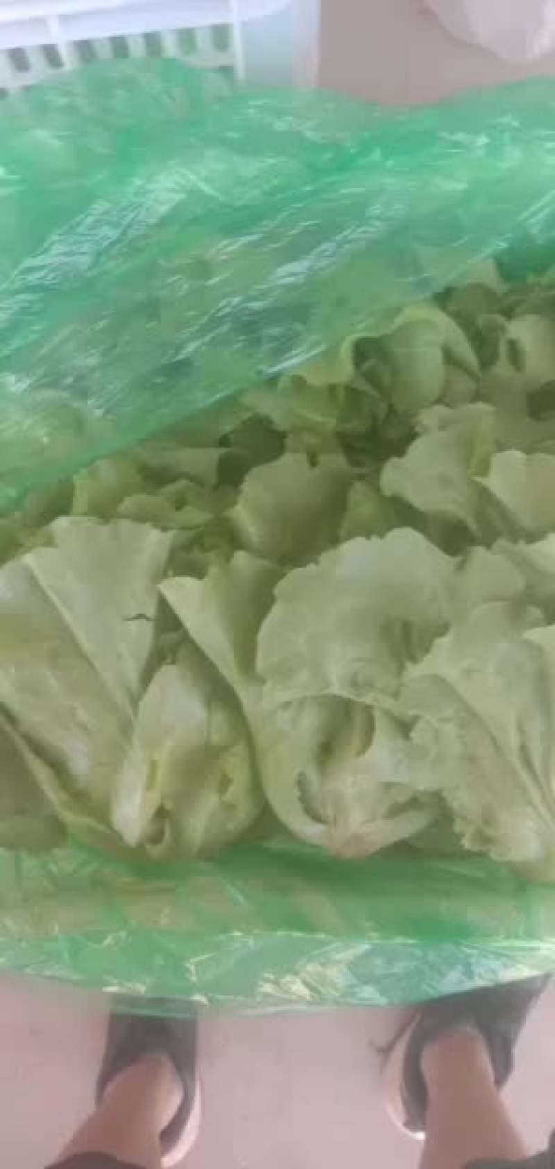 精品意大利生菜大量上市