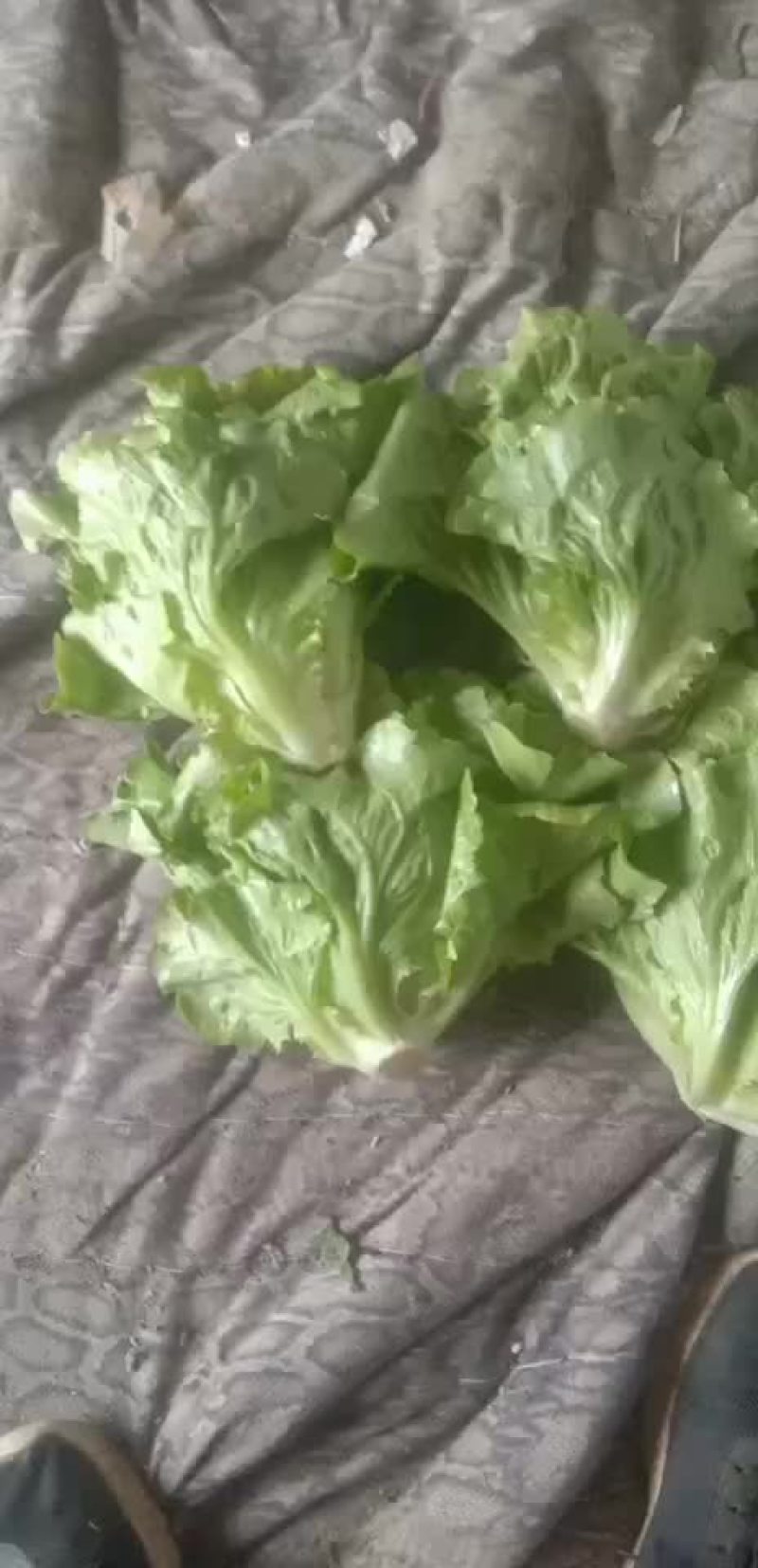 精品意大利生菜大量上市