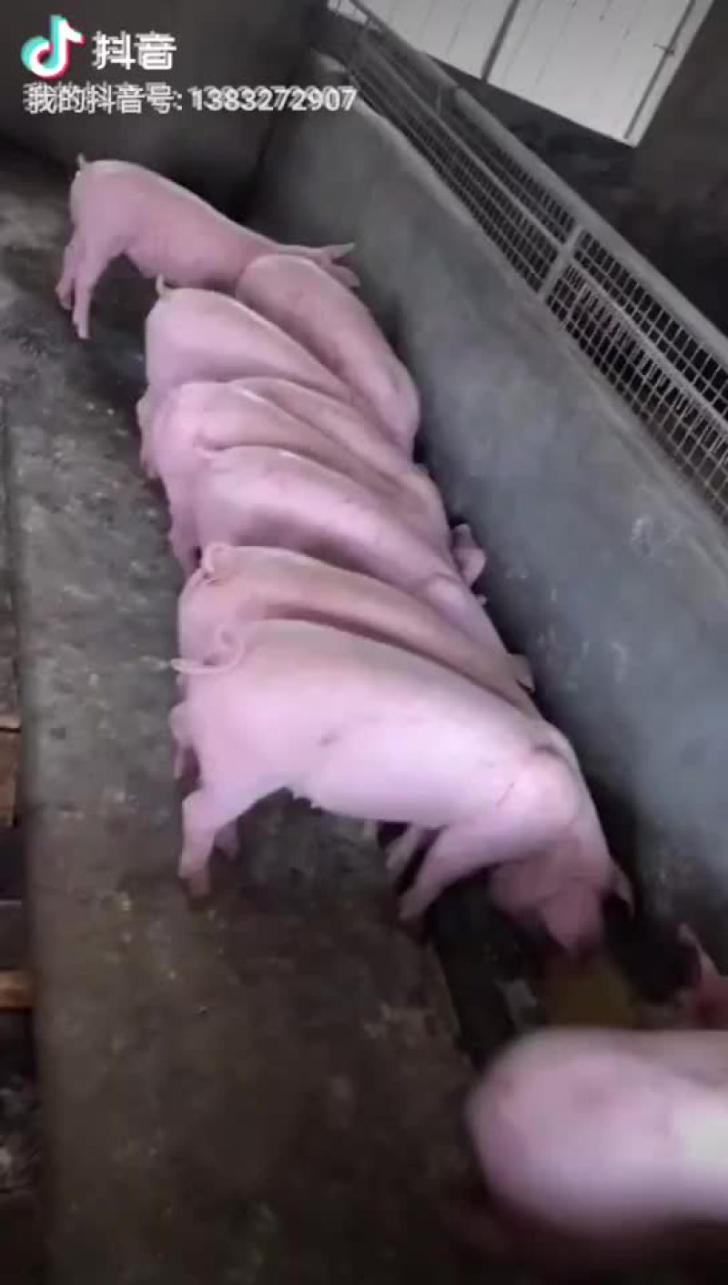 太湖母猪，二元母猪，长白母猪，大约克，大白，杜洛克，苏太