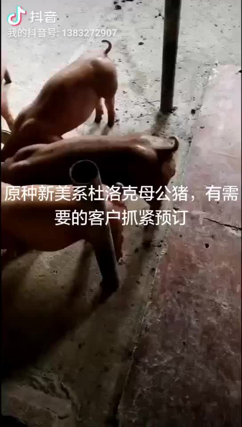 太湖母猪，二元母猪，长白母猪，大约克，大白，杜洛克，苏太