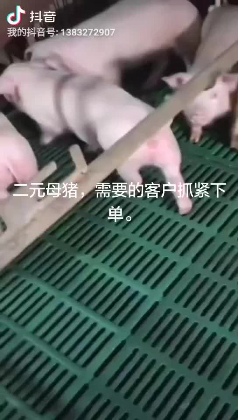 太湖母猪，二元母猪，长白母猪，大约克，大白，杜洛克，苏太