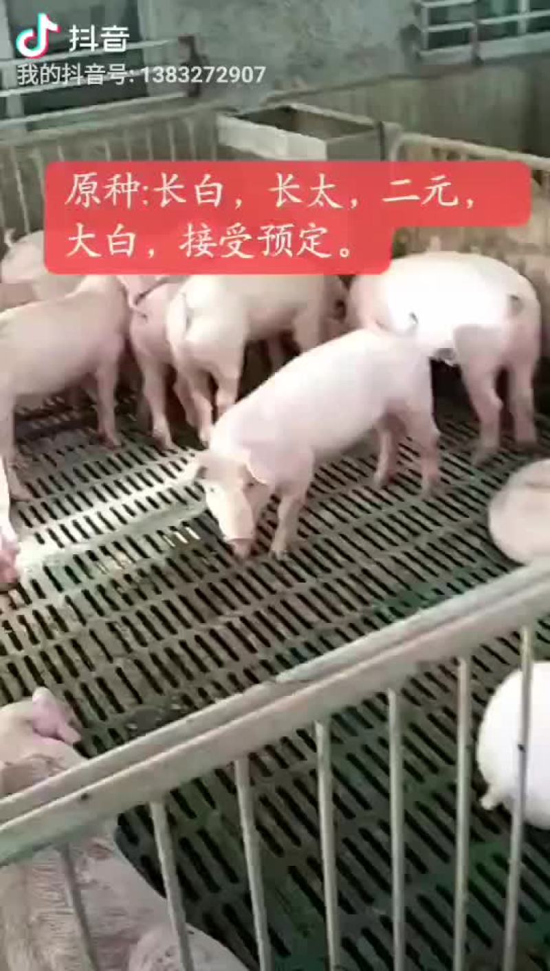 太湖母猪，二元母猪，长白母猪，大约克，大白，杜洛克，苏太