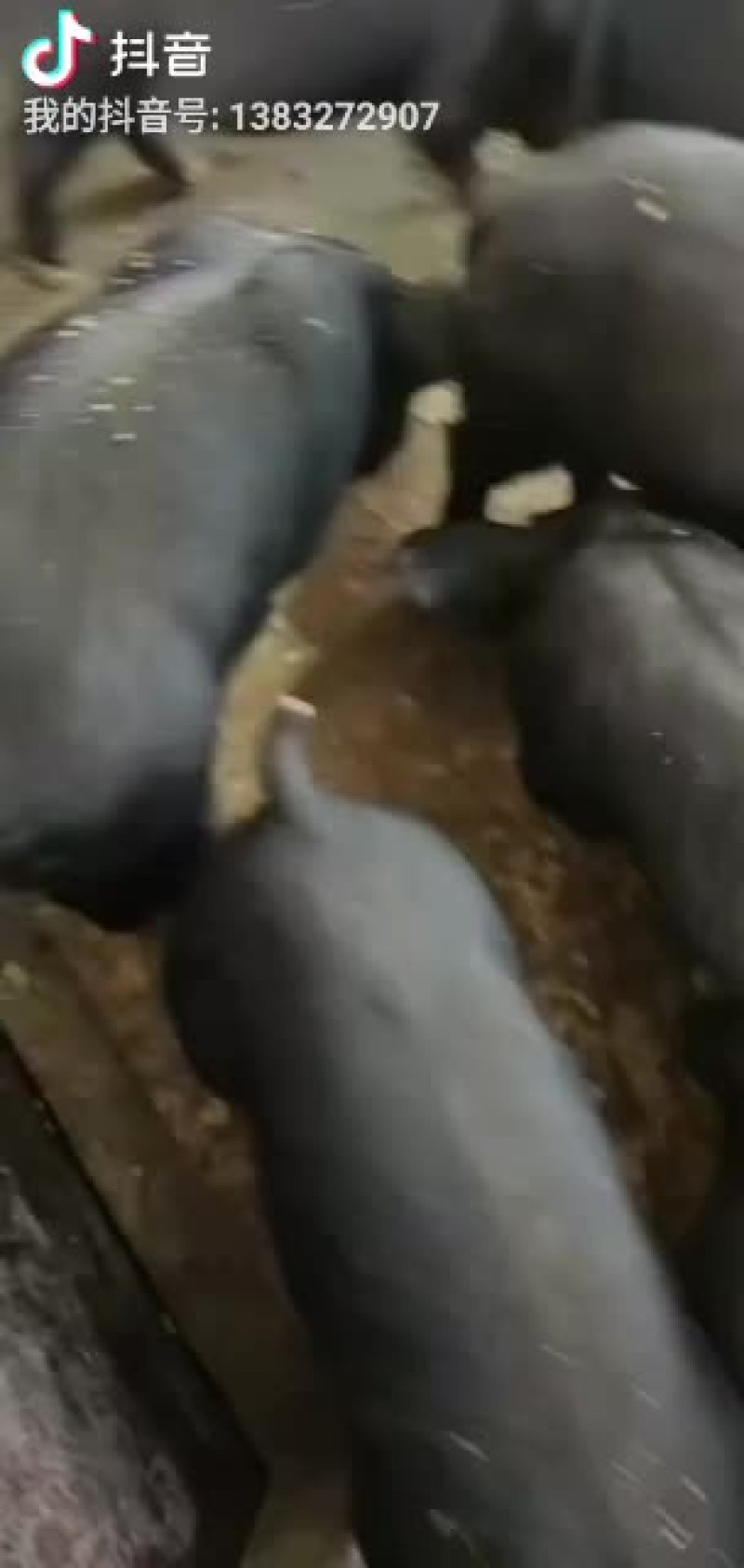 太湖母猪，二元母猪，长白母猪，大约克，大白，杜洛克，苏太