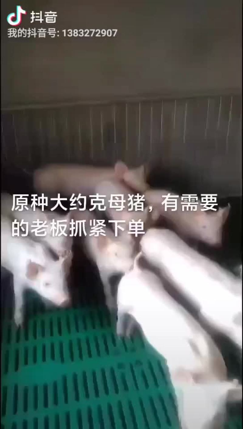 太湖母猪，二元母猪，长白母猪，大约克，大白，杜洛克，苏太
