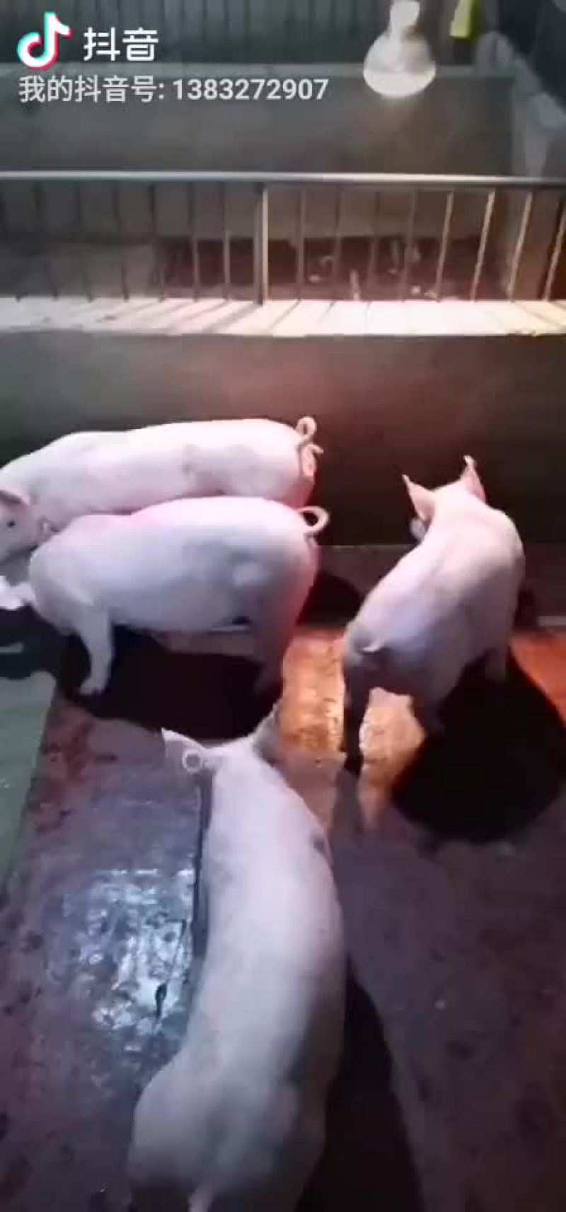 太湖母猪，二元母猪，长白母猪，大约克，大白，杜洛克，苏太