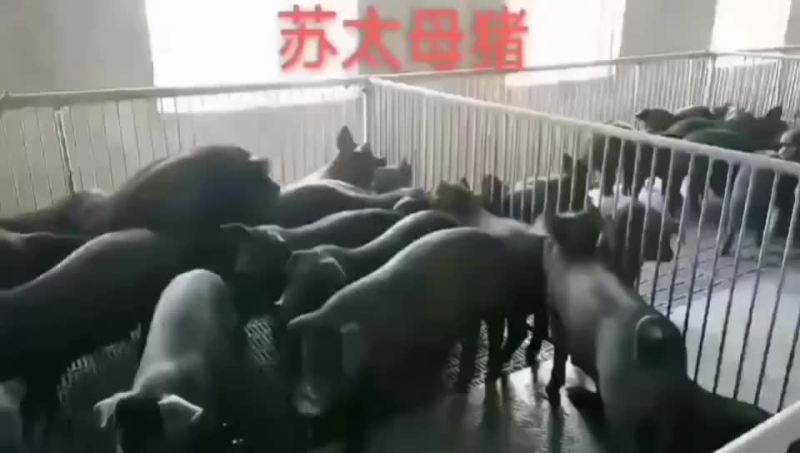 苏太母猪，太湖母猪，巴马香猪，杜洛克，大约克，二元母猪，