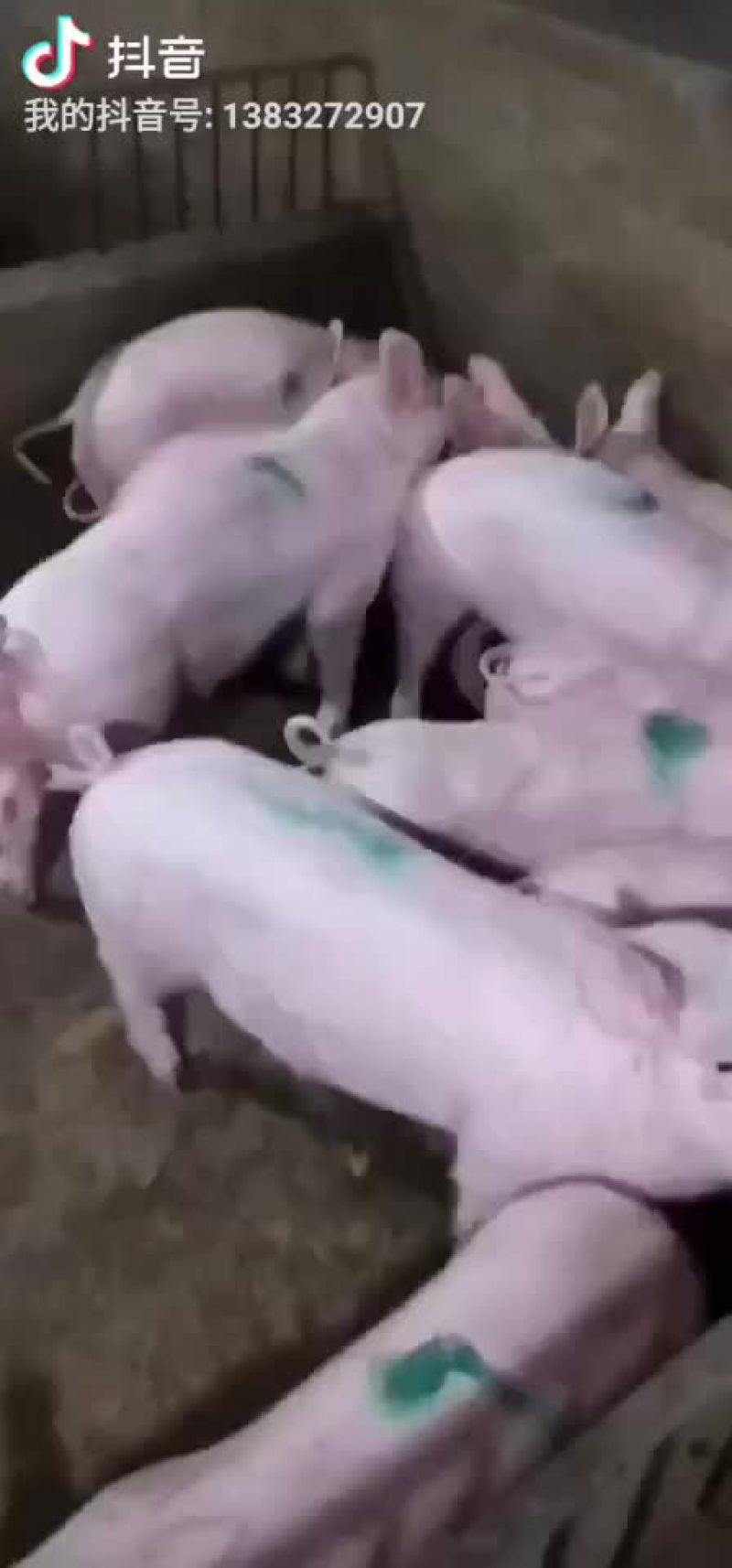 苏太母猪，太湖母猪，巴马香猪，杜洛克，大约克，二元母猪，