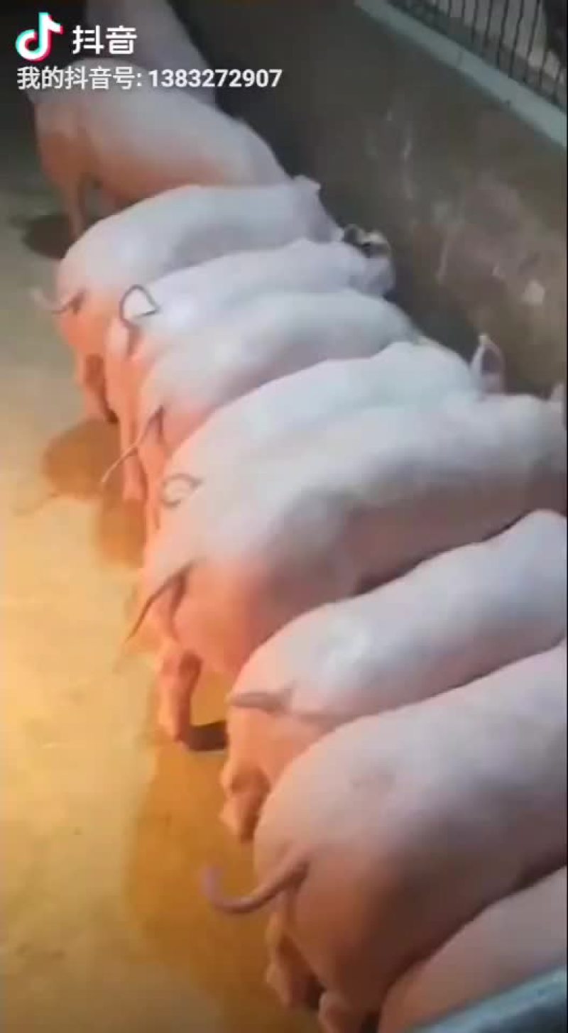 苏太母猪，太湖母猪，巴马香猪，杜洛克，大约克，二元母猪，