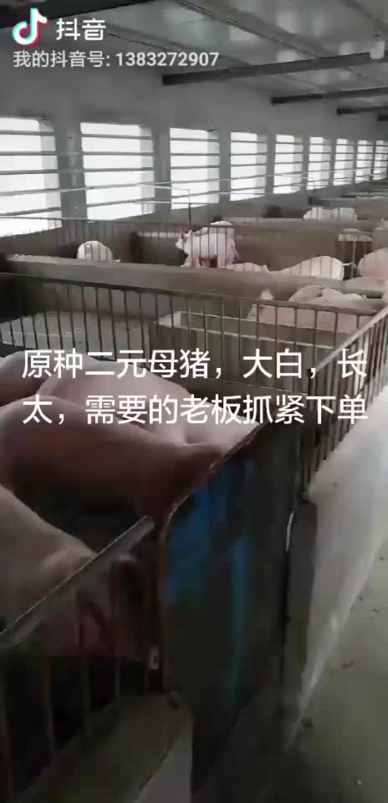 苏太母猪，太湖母猪，巴马香猪，杜洛克，大约克，二元母猪，