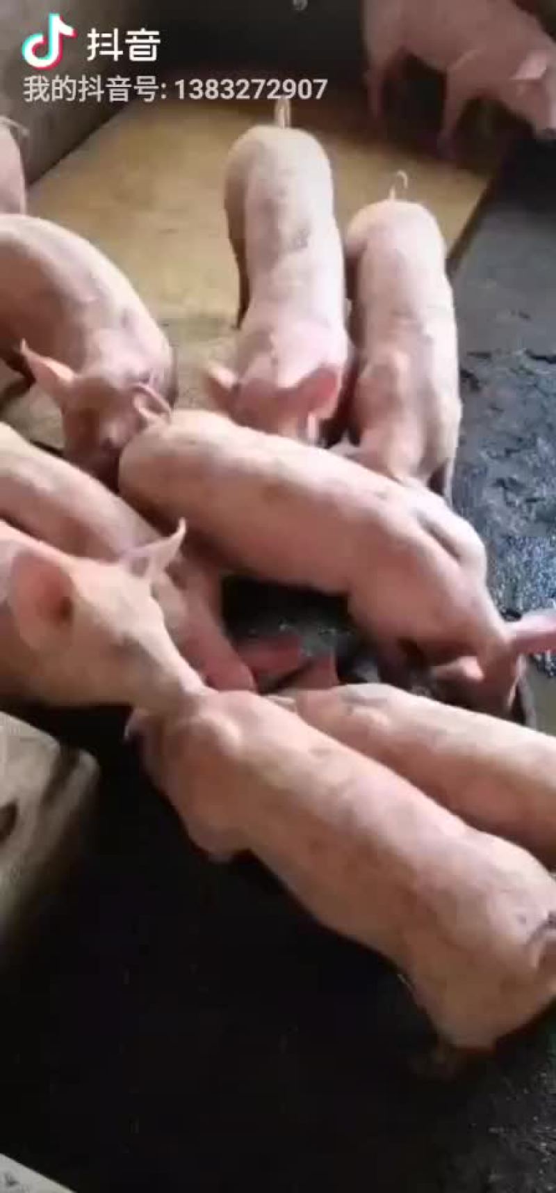 苏太母猪，太湖母猪，巴马香猪，杜洛克，大约克，二元母猪，