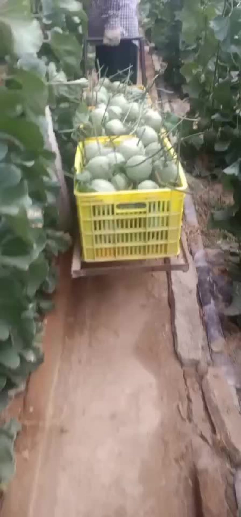 绿宝甜瓜