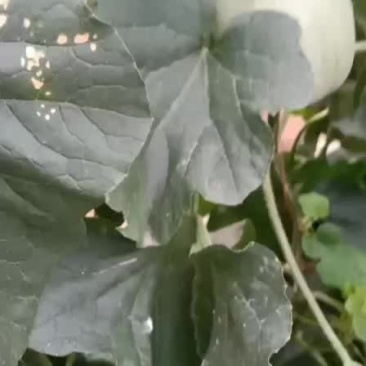 绿宝甜瓜