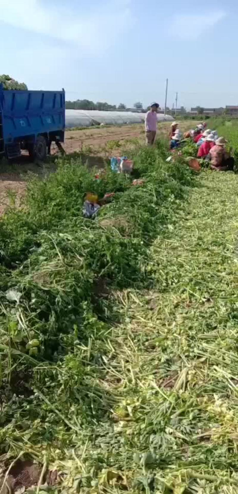 叶菜类