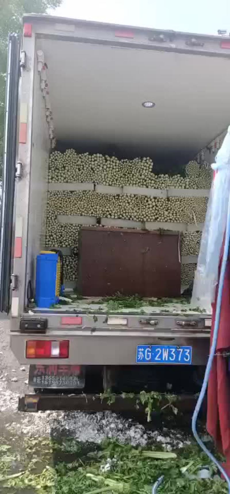 叶菜类