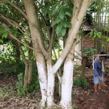 出售风景树