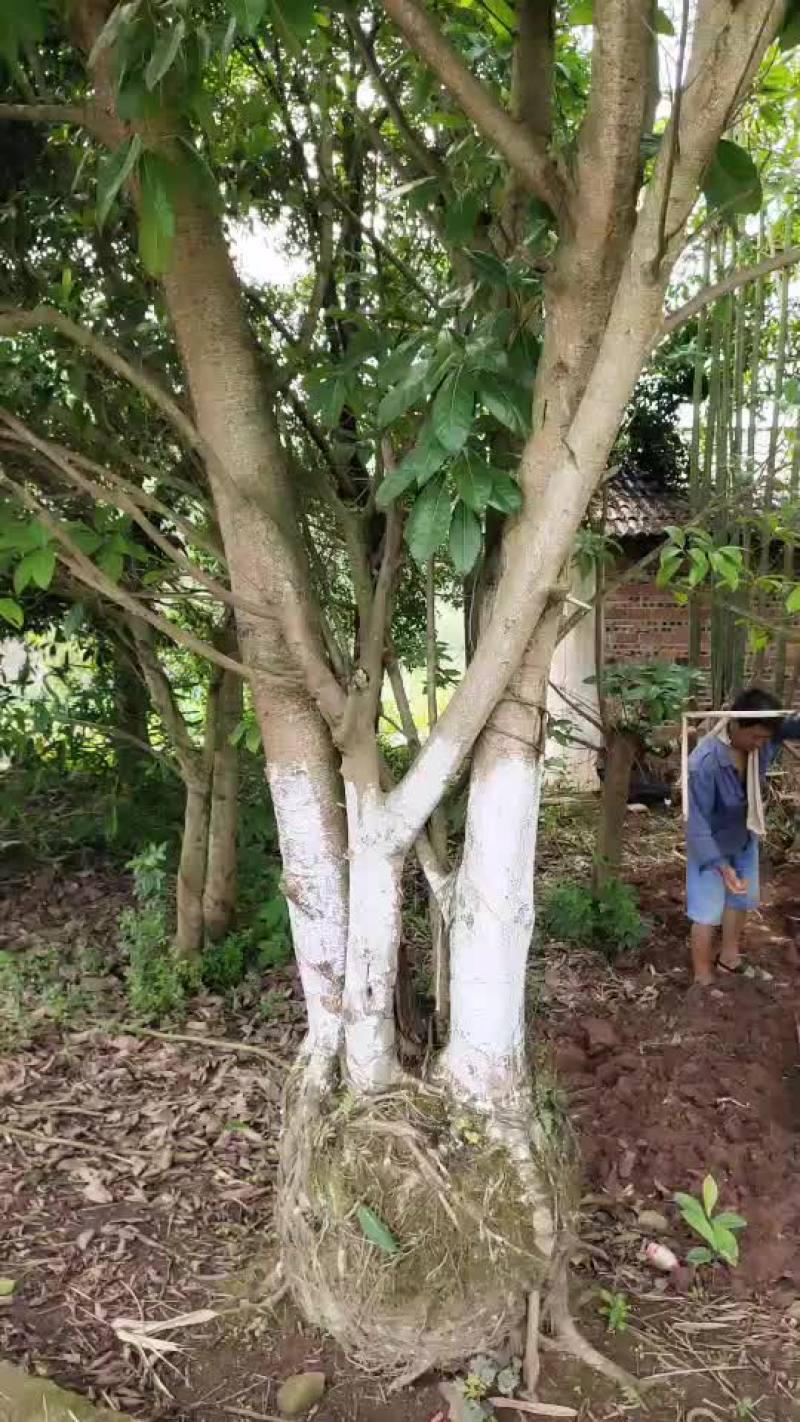出售风景树