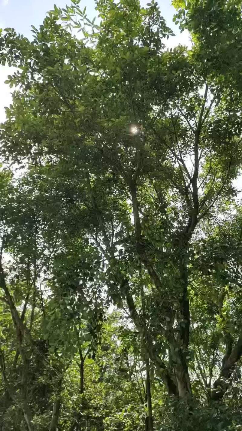 出售风景树