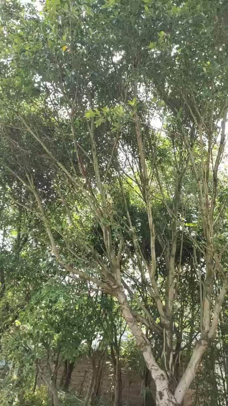 出售风景树