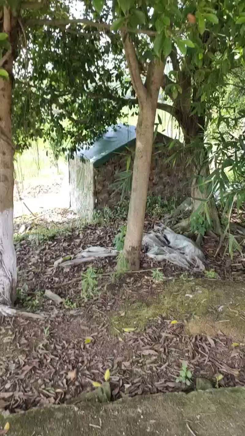 出售风景树