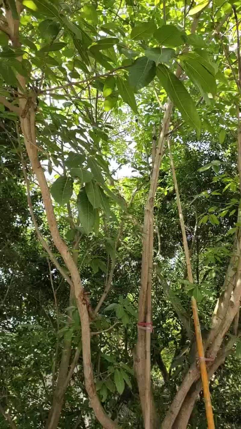 出售风景树