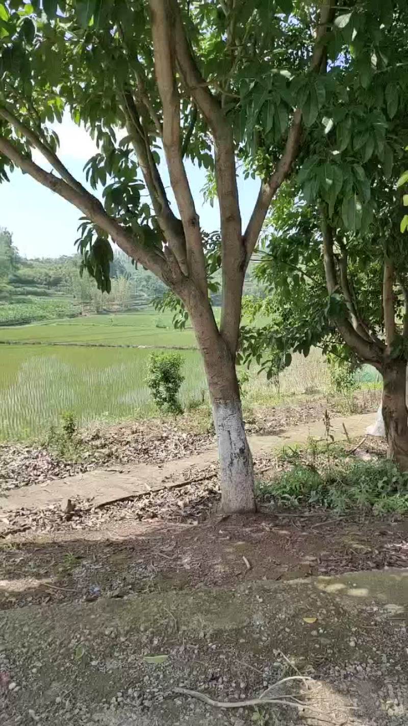 出售风景树