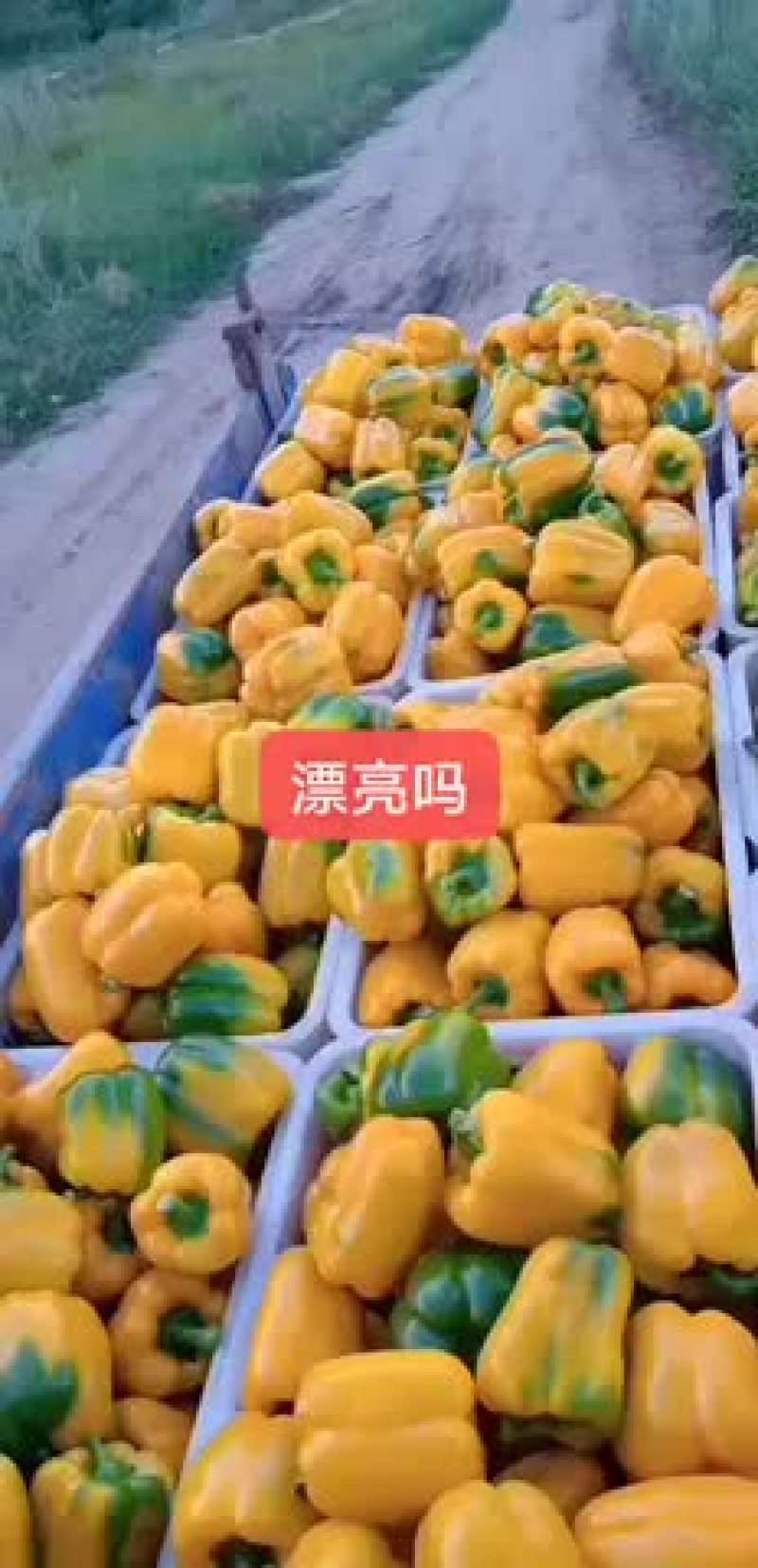 彩椒