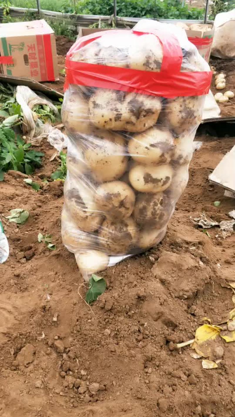 土豆