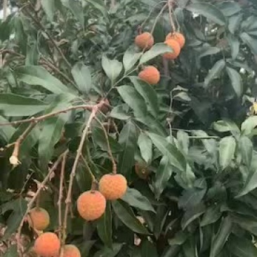 有白糖婴荔枝卖