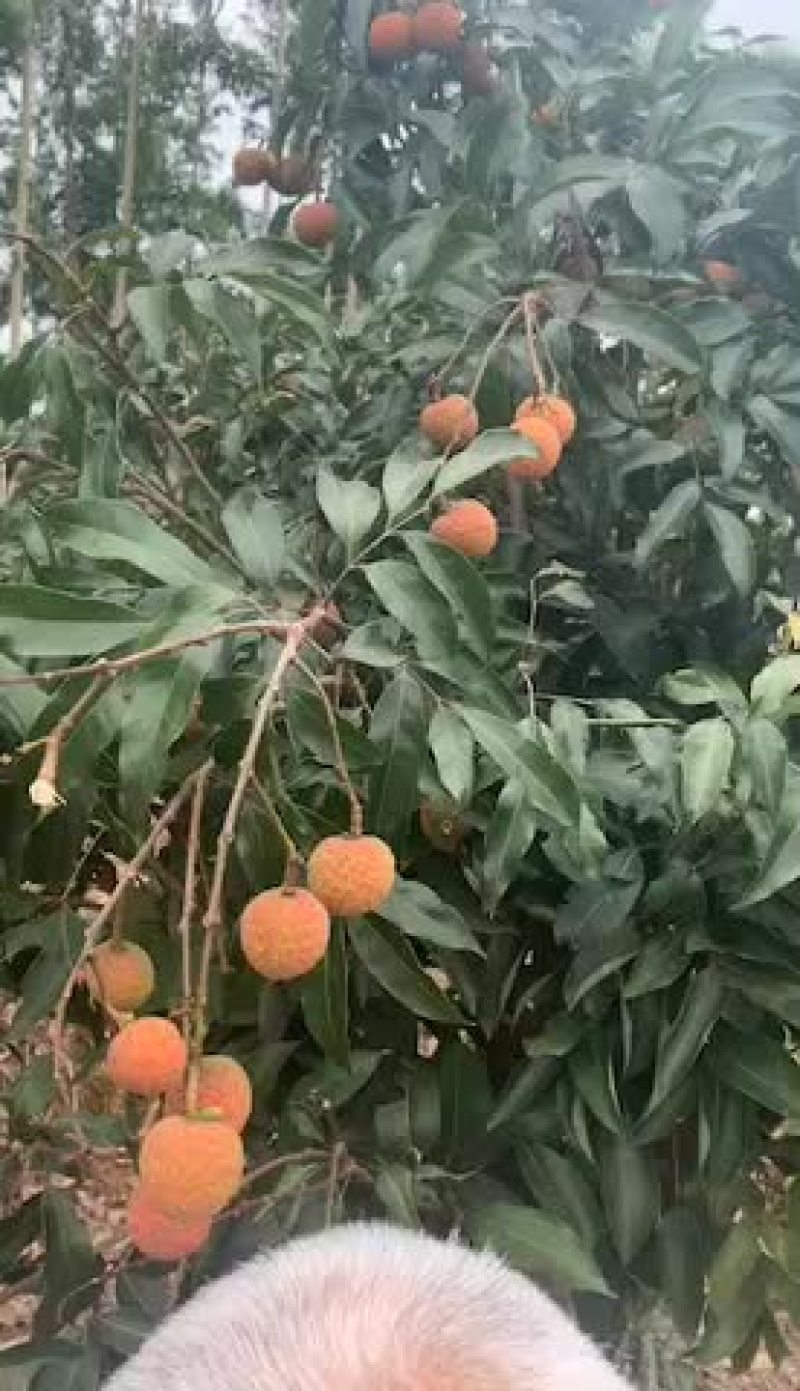 有白糖婴荔枝卖