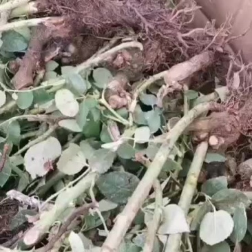 玫瑰老桩+云南玫瑰花老桩+各色玫瑰老桩
