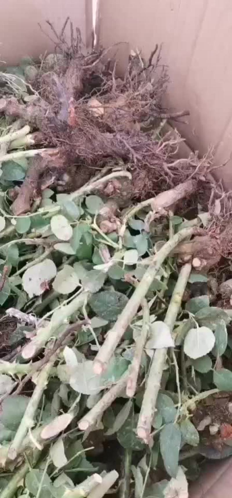 玫瑰老桩+云南玫瑰花老桩+各色玫瑰老桩