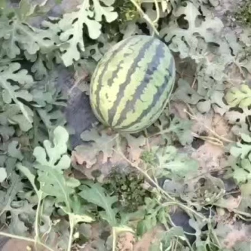 甜王